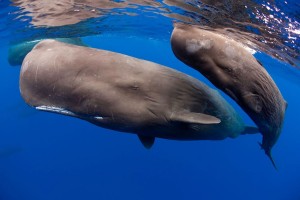 sperm-whales-swim-across-the-coast-of-dominica-in-the-caribbean-main-2982983